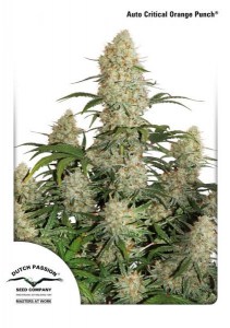 Семена Dutch Passion Auto Critical Orange Punch autofem 7 шт.
