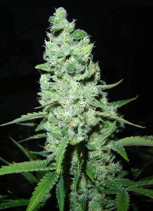 Семена Dutch Bulk AK-47 feminized 50 шт.