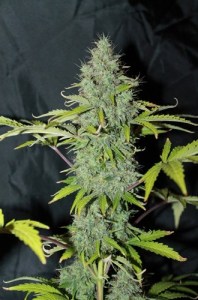 семена 'Auto Sweet tooth' autofeminized