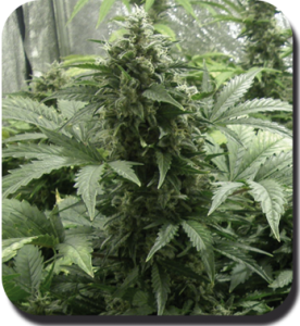 семена 'White Dwarf' autofeminized