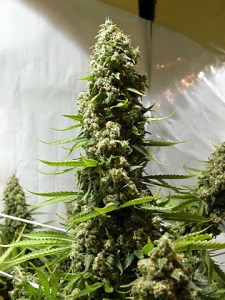 Семена Dutch Bulk White Russian feminized 100 шт.