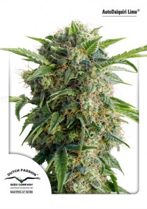 Семена Dutch Passion Auto Daiquiri Lime autofem 7 шт.