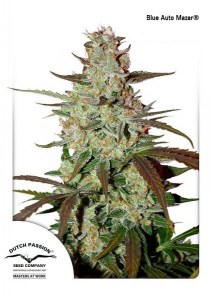 Семена Dutch Passion Blue Auto Mazar autofem 100 шт.