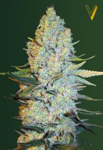 Семена Victory seeds Amnesium fem 10 шт.