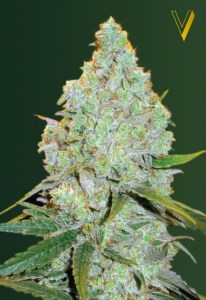 Семена Victory seeds Auto Amnesia Haze autofem 5 шт.
