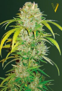 Семена Victory seeds Auto Big Angel autofem 10 шт.