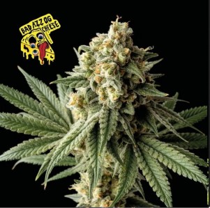 badazz_og_cheese_fem