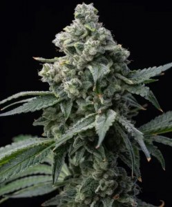 bruce_banner_fem
