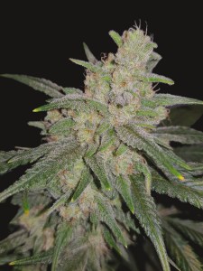 gelato_auto_1
