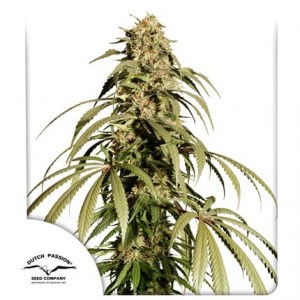 ice_cream_haze_fem