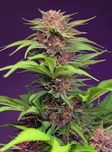 red_mimosa_xl_auto