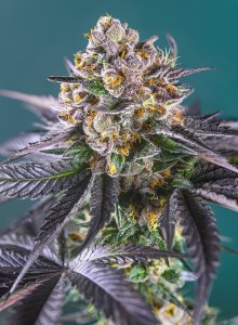 red_strawberry_banana_auto