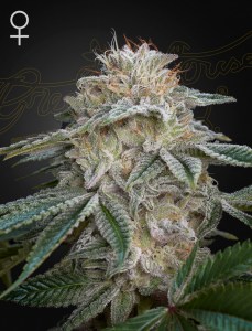 super_lemon_haze_gmo_fem