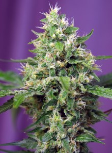 sweet_amnesia_haze_xl_auto
