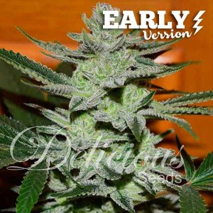 unknown_kush_early_version