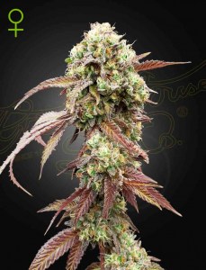 west_coast_og_gelato_auto